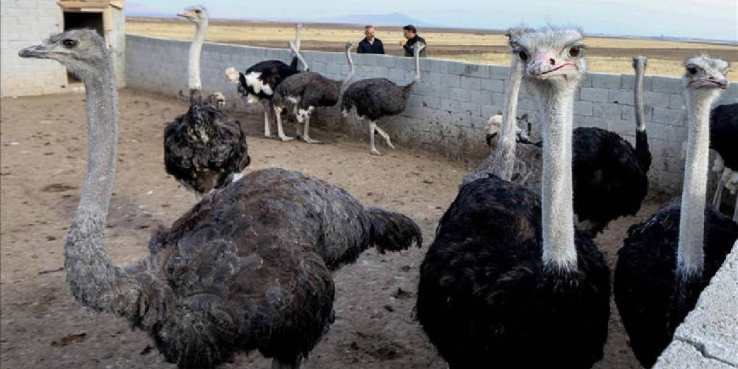 İstanbul’da devekuşu gördü yetiştirmek için Kars’a döndü! Şimdi çiftliğini kuruyor: 7 dönümde sayıları 1 yılda 11’e çıktı 2